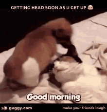 Funny Animals Good Morning GIF - Funny Animals Good Morning Dogs GIFs