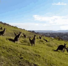 Running Away The Pet Collective GIF - Running Away The Pet Collective Chasing GIFs
