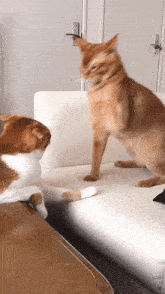 Orange Cat Cat Hitting Cat GIF