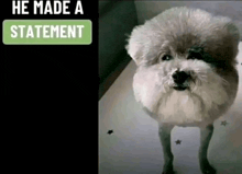 a picture of a dog with the words he made a statement above it
