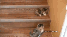 He Hasn'T Quite Mastered Stairs Yet. GIF - Kitten Lol Cat GIFs