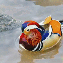 Mandarin Duck Duck GIF - Mandarin Duck Duck Bird GIFs
