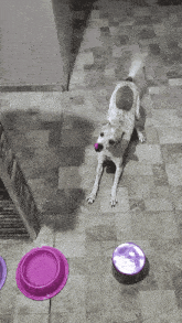 a dog with a ball in its mouth standing next to a bowl