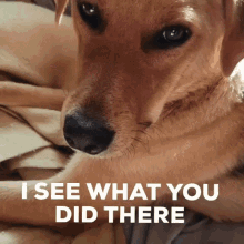 I See What You Did There Rescue Dog GIF - I See What You Did There Rescue Dog I Know What You Did GIFs