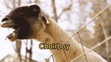 goat choir boy choir boy sophia