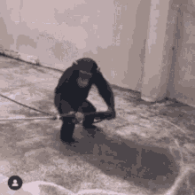 Monkeyphobic GIF - Monkeyphobic GIFs