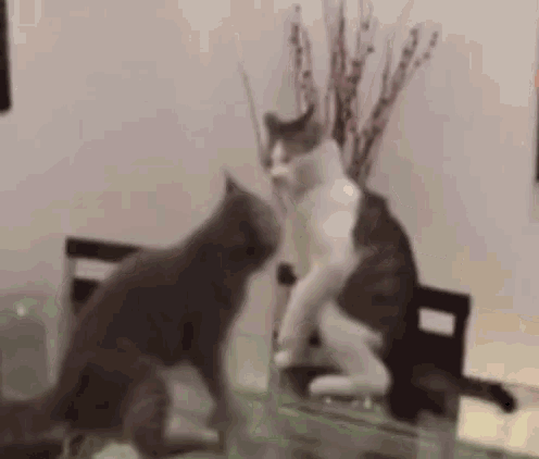 https://media.tenor.com/W3KmXtWtWMIAAAAd/cats-wrestling.gif