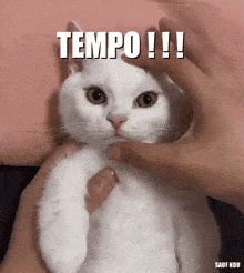 a person is petting a white cat with the words tempo written above it