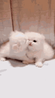 Kittens Tinycat GIF - Kittens Tinycat Viscious Apex Predator GIFs