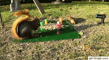Stealing Food GIF - Stealing Food Squirrel GIFs
