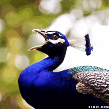 GIF