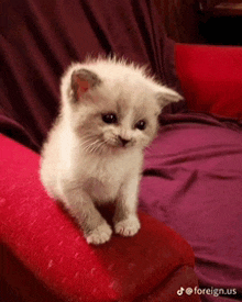 Silly Cat GIF - Silly Cat Silly GIFs