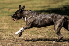 a brown and white dog is running in a grassy field