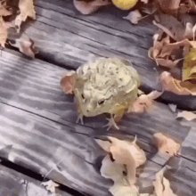 Frog Lebingus GIF - Frog Lebingus GIFs