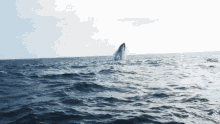 Whale Jump Hd Dolphin GIF