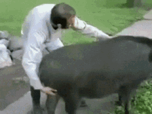 Pig Funny GIF - Pig Funny Spinning GIFs