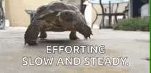 a turtle is walking on a sidewalk with the words `` efforting slow and steady . ''