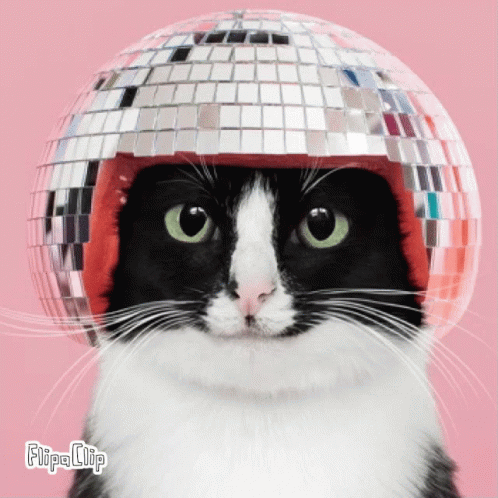 DJ Cat/DISCO 