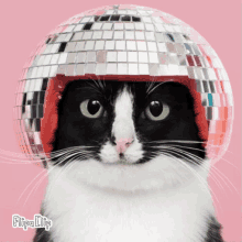 Cat Funny GIF - Cat Funny Disco GIFs