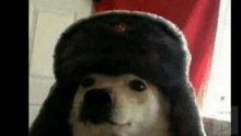 Perro Comunista GIF