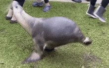 a seal is walking on its hind legs in the grass .