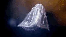 Jellyfish National Geographic GIF - Jellyfish National Geographic Light GIFs