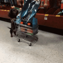 Dog Shopping Cart GIF - Cute Dogs Shopping GIFs