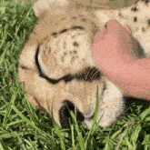 a cheetah laying in the grass with a person petting it