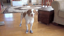 Do. Not. Want. GIF - Dog Shoes Booties GIFs