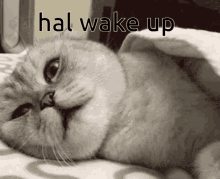 Hal Wake GIF - Hal Wake Up GIFs