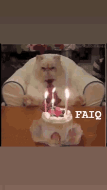 Faiq Cat GIF - Faiq Cat Pussy GIFs