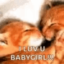 Kittens Kissing GIF