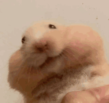 Hamster Vimi GIF - Hamster Vimi GIFs