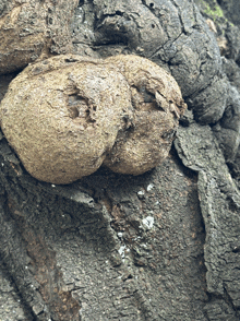 a close up of a rock that looks like a snake