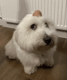 Dog Dog With An Egg GIF - Dog Dog With An Egg Funny GIFs