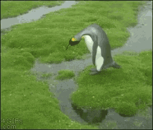 Penguin Curious GIF - Penguin Curious GIFs