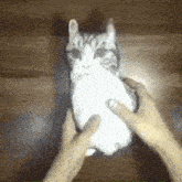 Cat Plush Tearing GIF - Cat Plush Tearing Cat GIFs
