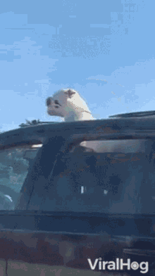 car ride viralhog dog doggo road trip