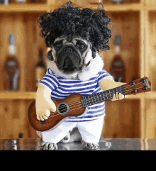 Dog Guitar GIFs | Tenor