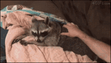 Massage Raccoon GIF