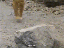 a person standing next to a rock that says help me on it