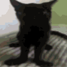 Baloongis Cat Black Funny Cat GIF - Baloongis Cat Baloongis Black Funny Cat GIFs
