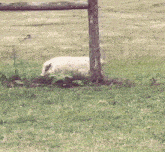 a sheep is laying in the grass near a fence post