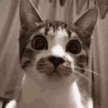 Cat Stare GIF - Cat Stare Curious GIFs