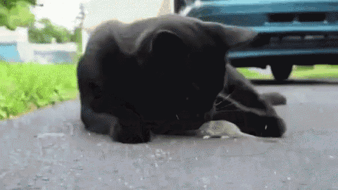 Cat Mouse GIF - Cat Mouse Play GIFs