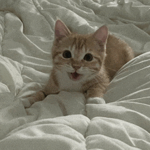 Cat Kitten GIF - Cat Kitten Cute GIFs