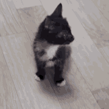 Kitty Cute Kitten GIF