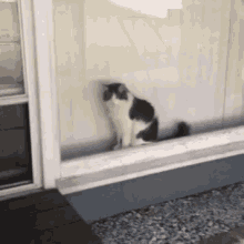 Cats Window GIF