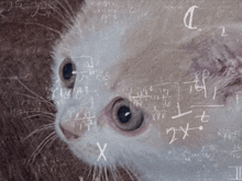 a close up of a cat 's face surrounded by math equations and symbols