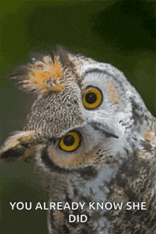 a close up of an owl with a caption that says you already know she did